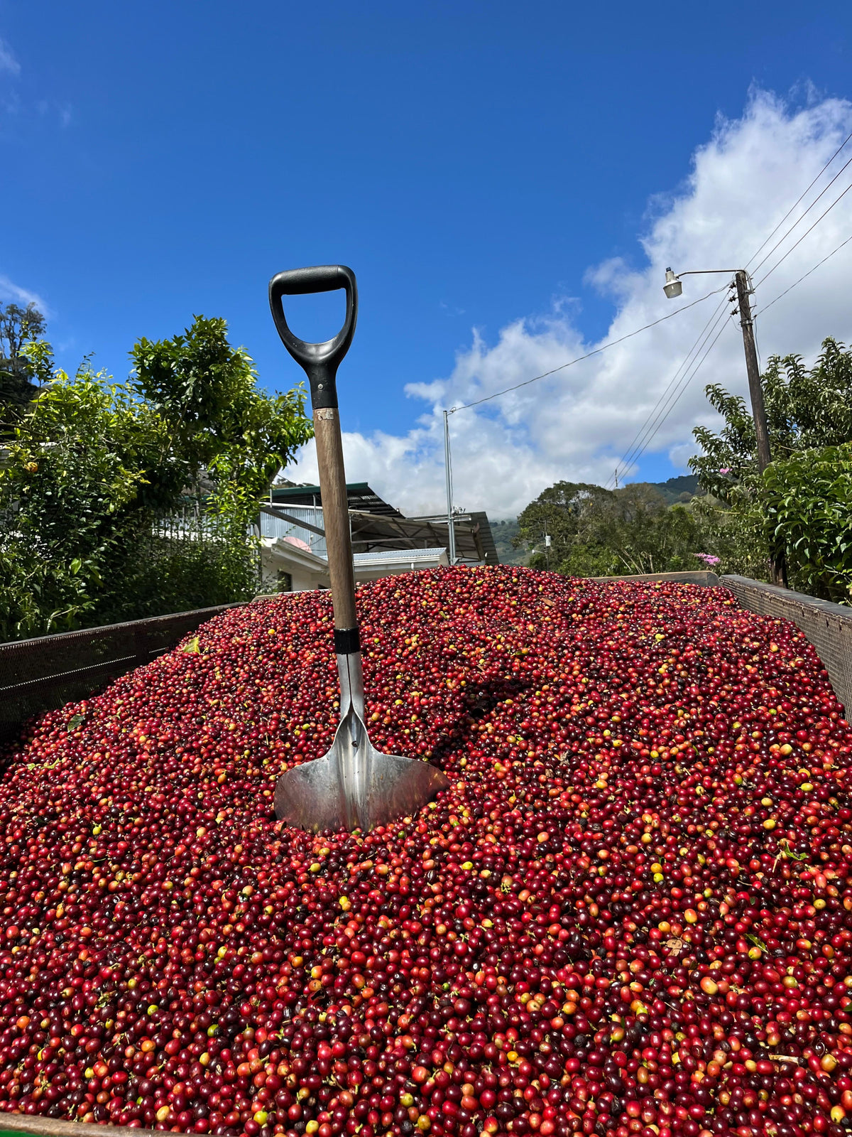 EL RENACER NATURAL, COSTA RICA - FILTER COFFEE